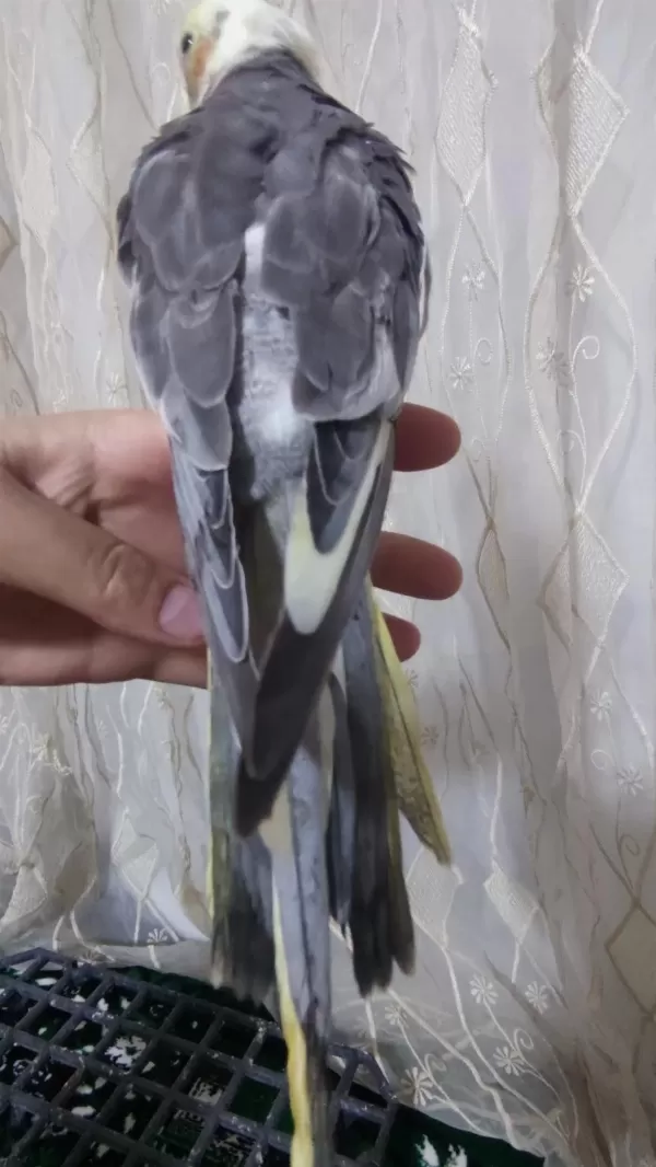 Yavru Sultan Papağanı 3 Aylık