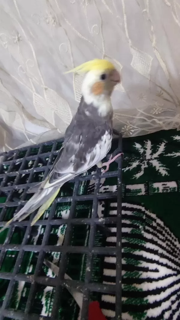 Yavru Sultan Papağanı 3 Aylık
