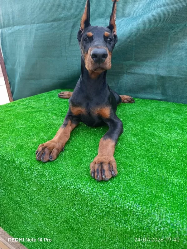 İrk Garantili A Şecere Doberman Yavrular
