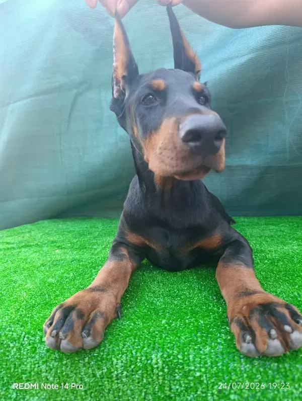 İrk Garantili A Şecere Doberman Yavrular