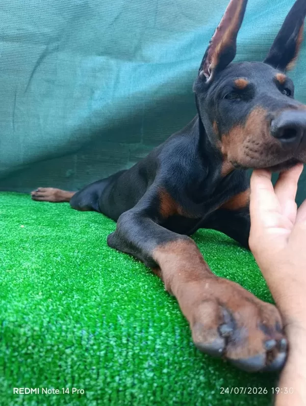 İrk Garantili A Şecere Doberman Yavrular