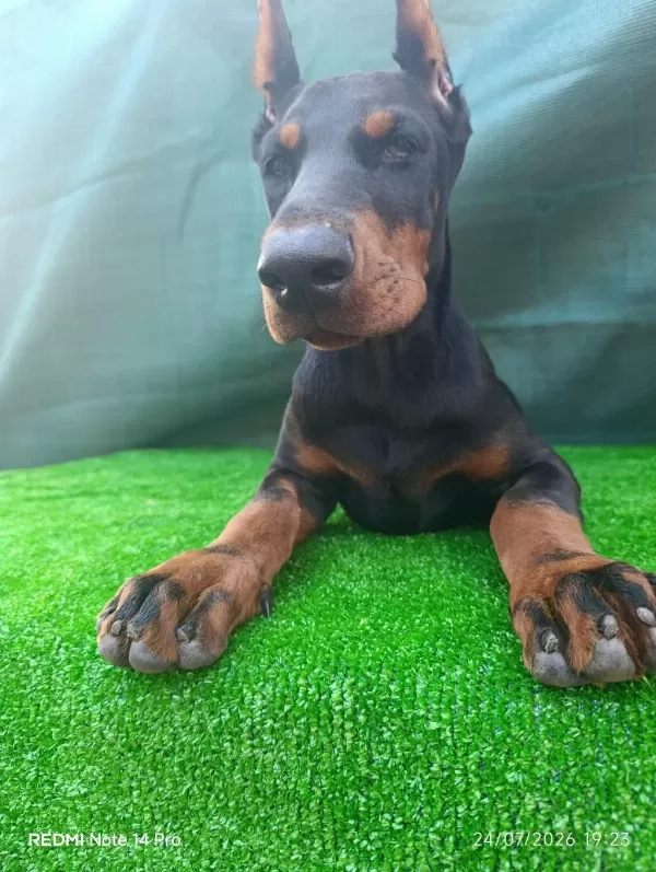 İrk Garantili A Şecere Doberman Yavrular