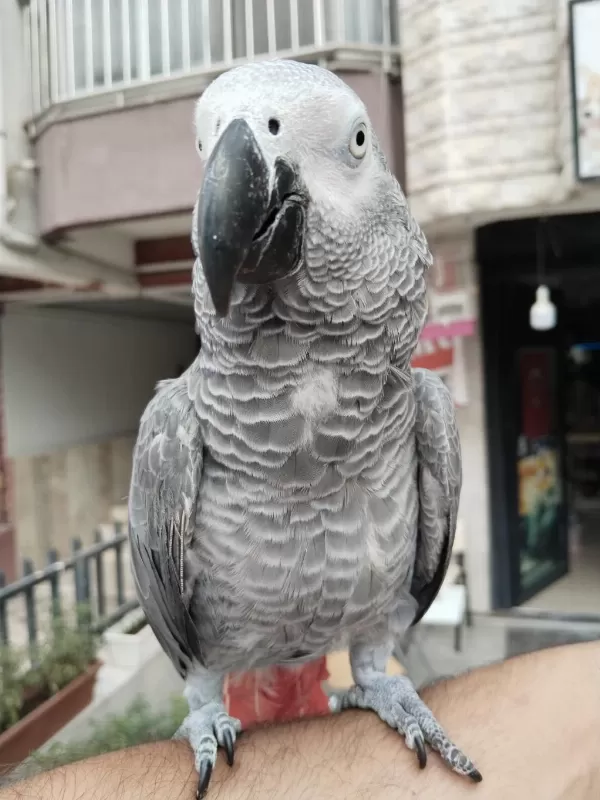Full Evcil Oyun Hamuru Gibi Jako