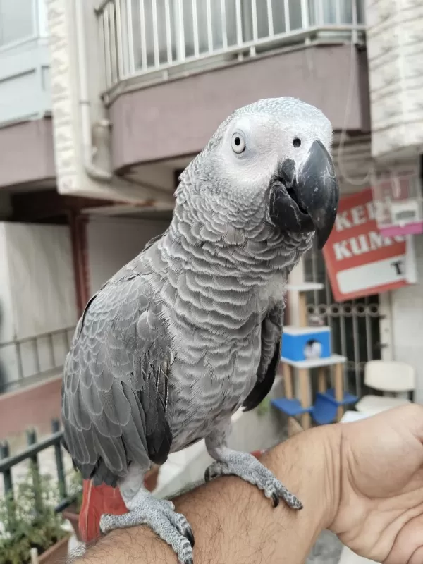 Full Evcil Oyun Hamuru Gibi Jako