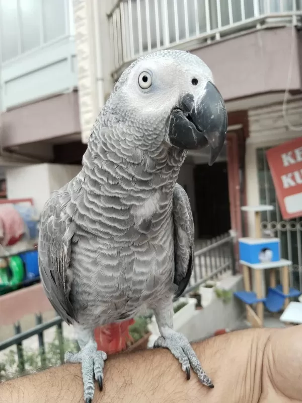 Full Evcil Oyun Hamuru Gibi Jako