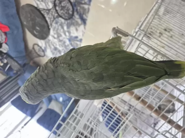 Full Evcil Amazon Papağani