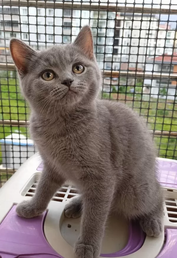 Hayatınıza Neşe Katacak British Shorthair Yavru