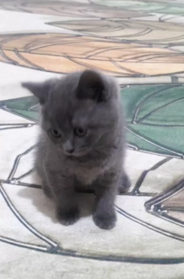 Hayatınıza Neşe Katacak British Shorthair Yavru