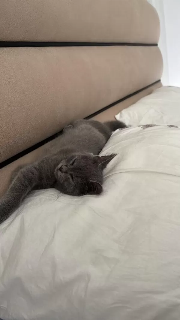 Hayatınıza Neşe Katacak British Shorthair Yavru