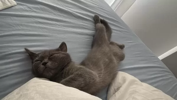 Hayatınıza Neşe Katacak British Shorthair Yavru