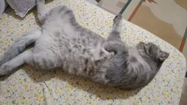 Scottish Fold Silver Yumak İçin Ömürlük Yuva Arıyoruz