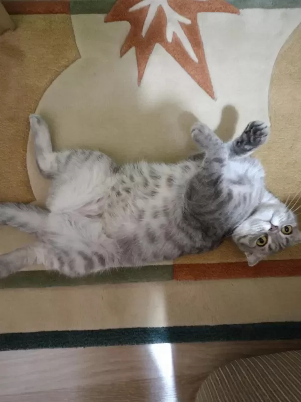 Scottish Fold Silver Yumak İçin Ömürlük Yuva Arıyoruz