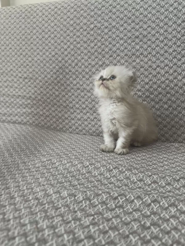 Scottish Fold Yavrularımız Kendi Kedilerimiz