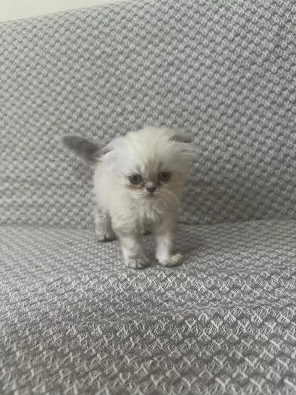 Scottish Fold Yavrularımız Kendi Kedilerimiz