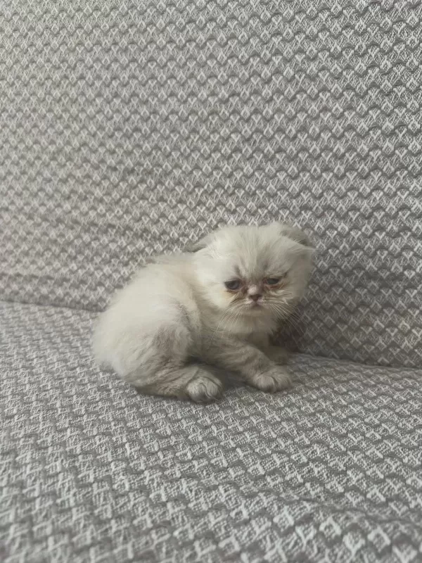Scottish Fold Yavrularımız Kendi Kedilerimiz