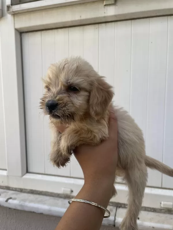 Harika Antalya Cockapoo