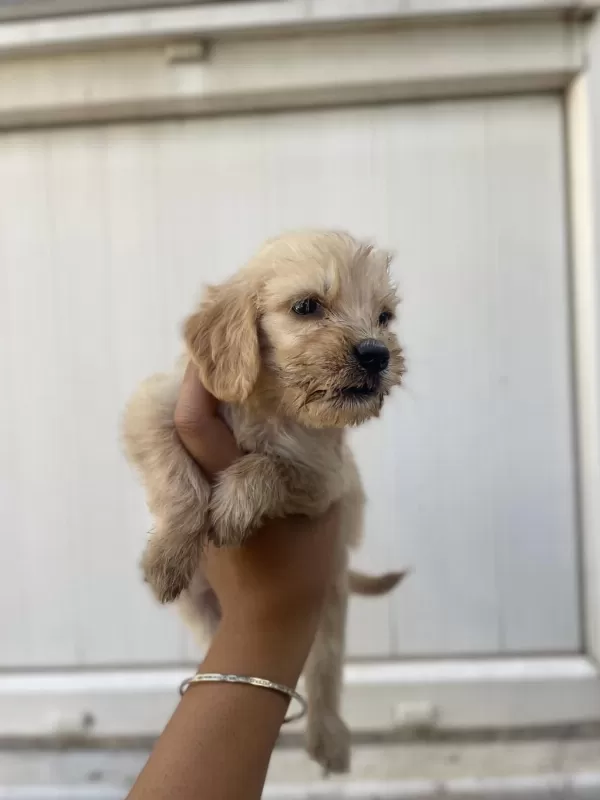 Harika Antalya Cockapoo
