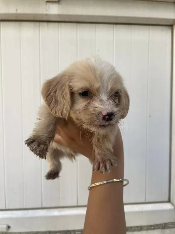 Harika Antalya Cockapoo
