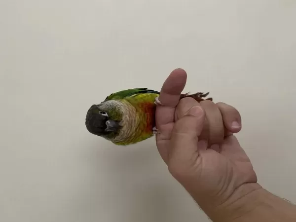 İsırmayan Full Evcil Konur Papağanı