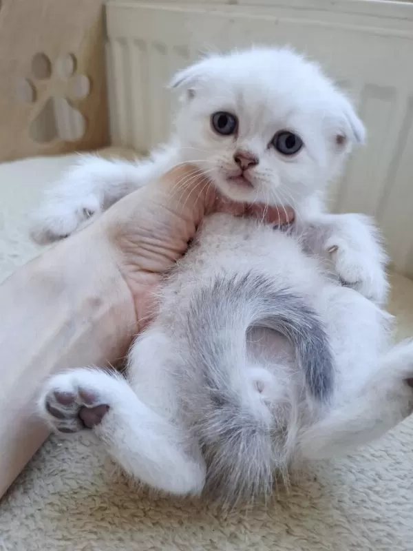 Beyaz Scottish Fold Kartoplarim