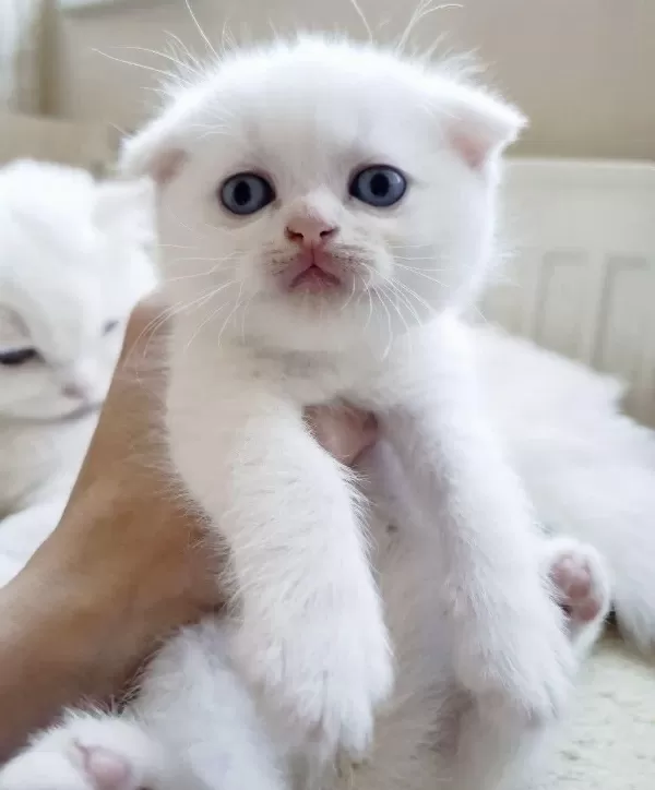 Beyaz Scottish Fold Kartoplarim