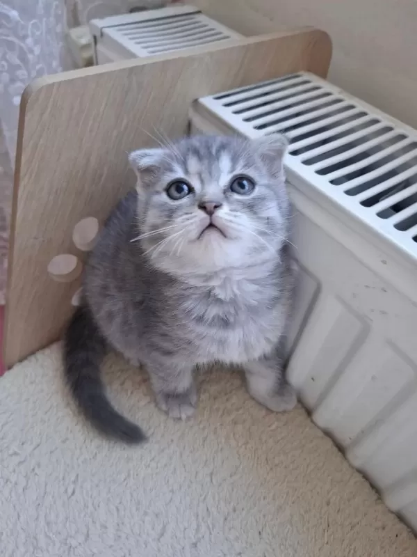 Beyaz Scottish Fold Kartoplarim