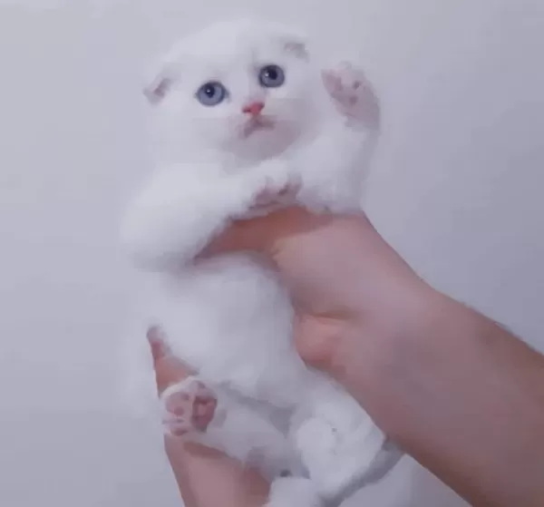 Beyaz Scottish Fold Kartoplarim
