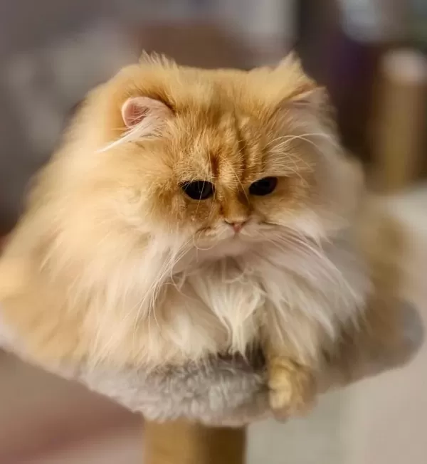 Şecereli British Longhair Golden By11 Yetişkin Erkek