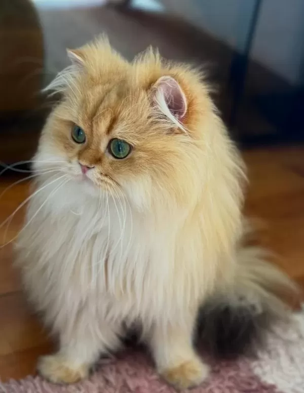 Şecereli British Longhair Golden By11 Yetişkin Erkek