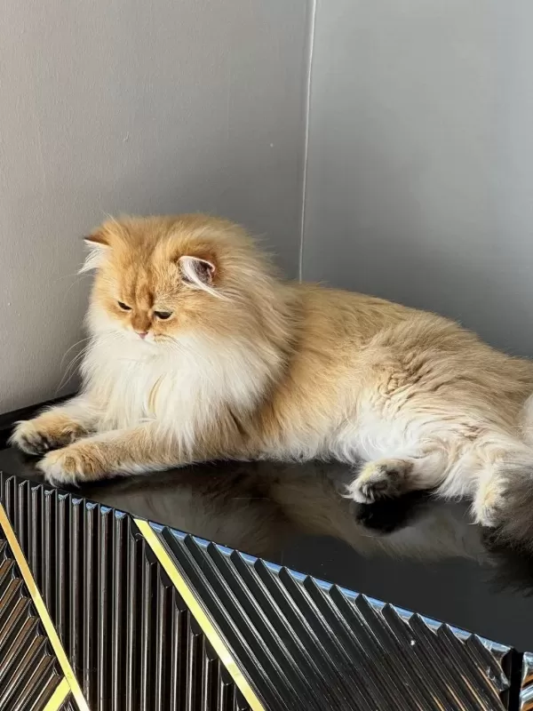 Şecereli British Longhair Golden By11 Yetişkin Erkek