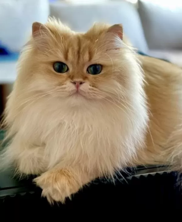 Şecereli British Longhair Golden By11 Yetişkin Erkek