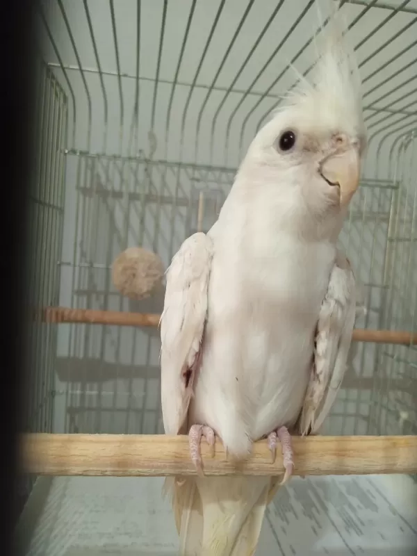 6 Aylık Sultan Papağanı