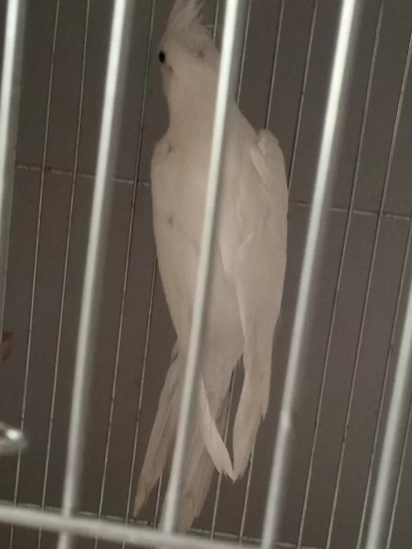6 Aylık Sultan Papağanı