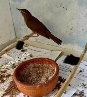 2026 Bebek Erkek Ve Dişi Bülbüller