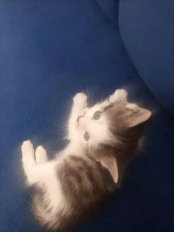 Acil Ücretsiz Sahiplendirme Kedimiz