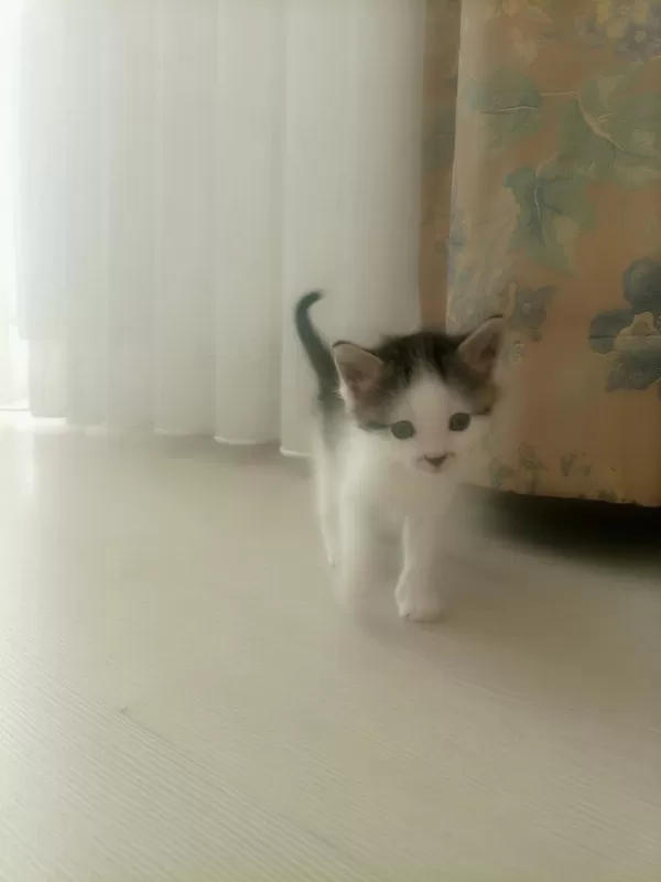 Acil Ücretsiz Sahiplendirme Kedimiz