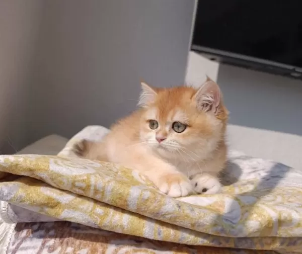 Çok Güzel Safkan Golden British Shorthair Kızımız