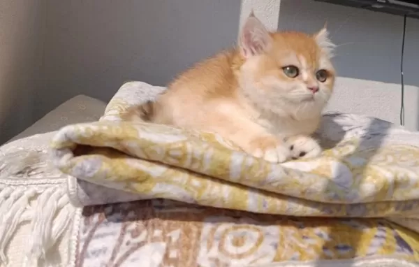 Çok Güzel Safkan Golden British Shorthair Kızımız