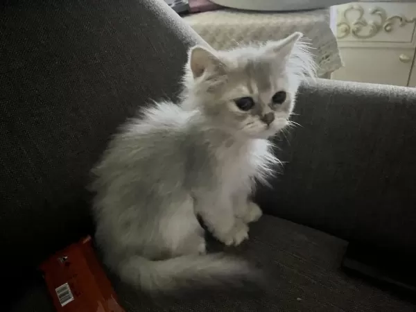 2 Aylık Erkek British Longhair Yavrumuz