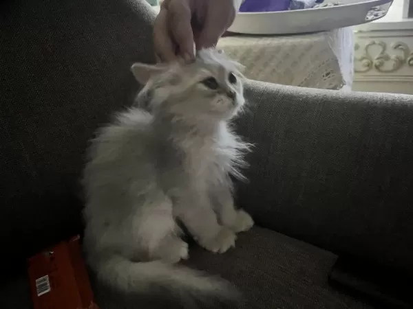 2 Aylık Erkek British Longhair Yavrumuz