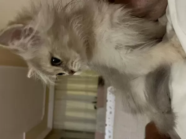2 Aylık Erkek British Longhair Yavrumuz