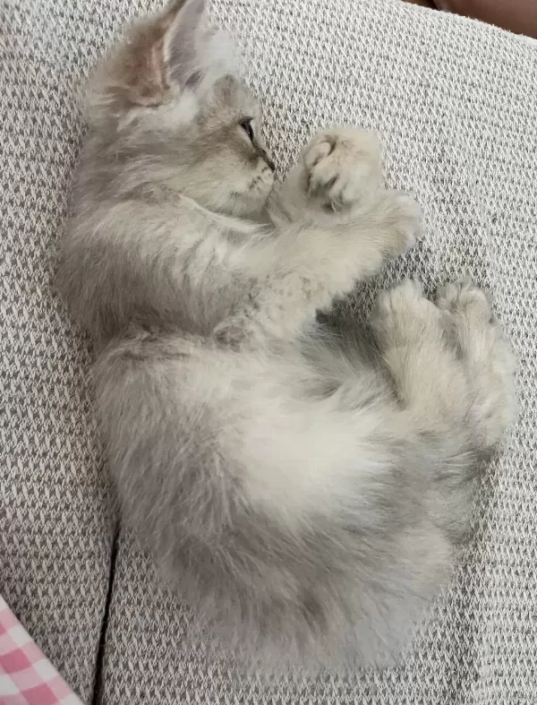 2 Aylık Erkek British Longhair Yavrumuz