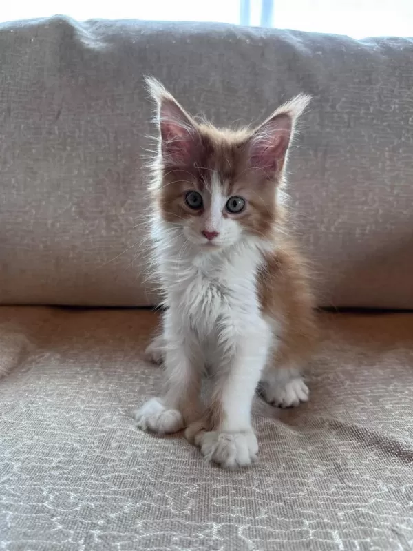 Xxl Cüsse Mükemmel Profil Dopdolu Maine Coon