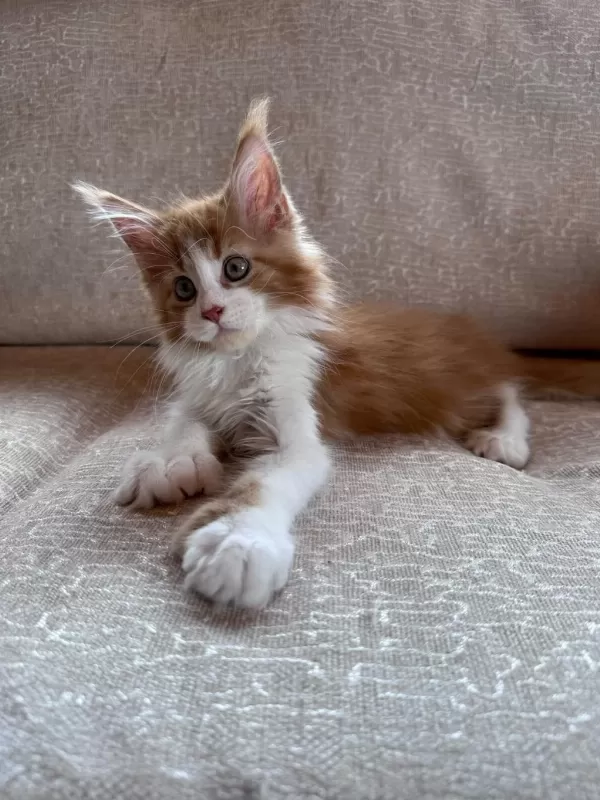 Xxl Cüsse Mükemmel Profil Dopdolu Maine Coon