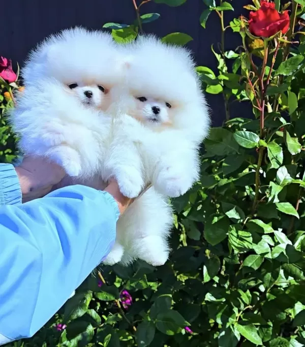 Pomeranian Boo Bebekler