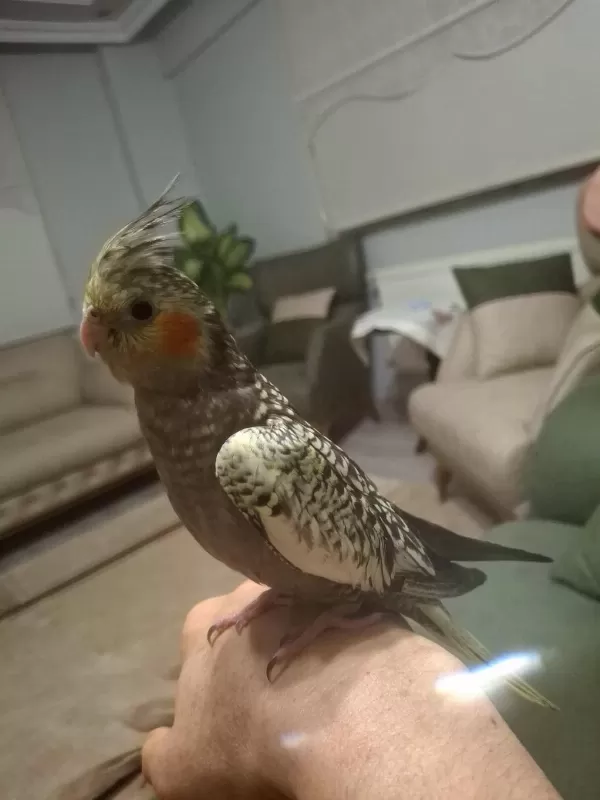 Full Evcil Sultan Papağanı