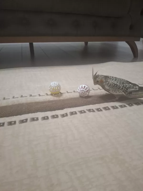 Full Evcil Sultan Papağanı