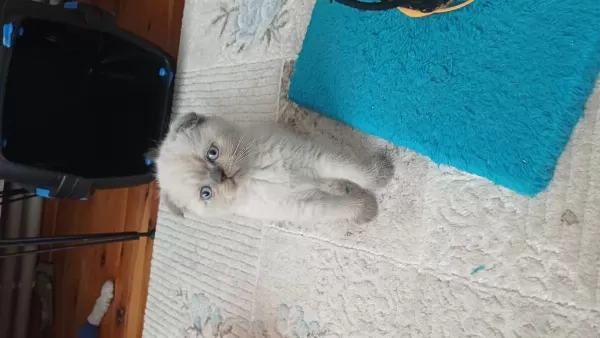 Sağlıklı Scottish Fold Erkek