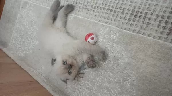 Sağlıklı Scottish Fold Erkek