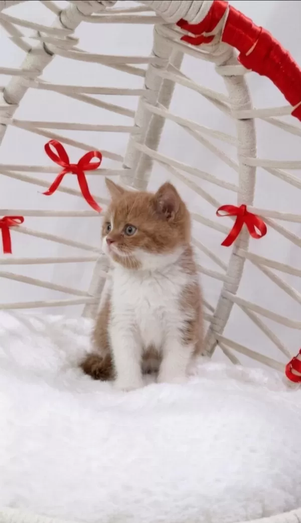 A Kalite Eşsiz Güzellikte Cinnamon Bicolor British Shorthair
